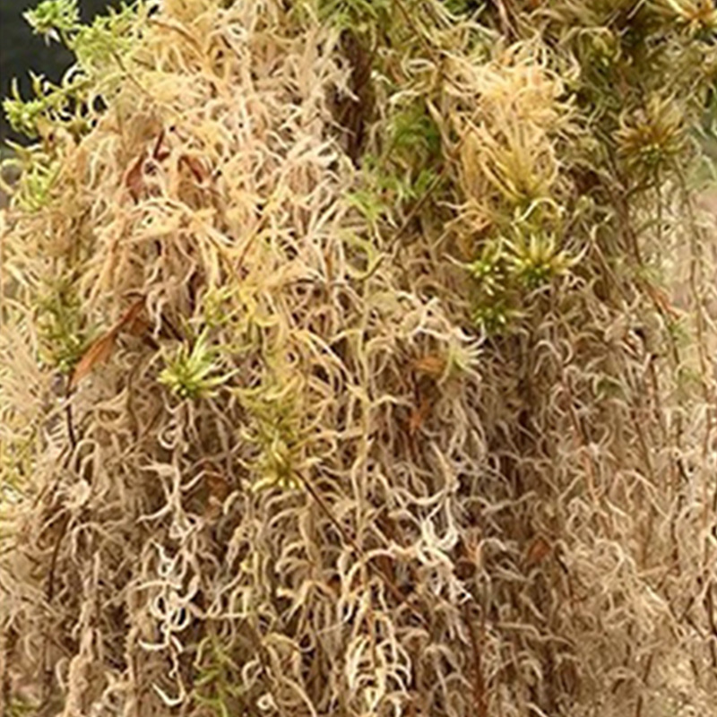 Reptielterrarium Sphagnummos S - Sphagnum Moss Dry recensie en prijs